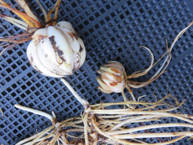 山野草　山竜胆　リンドウ　と　ヤマユリ　２球　　画像の植物全部の出品　第四種３４２円発送_2