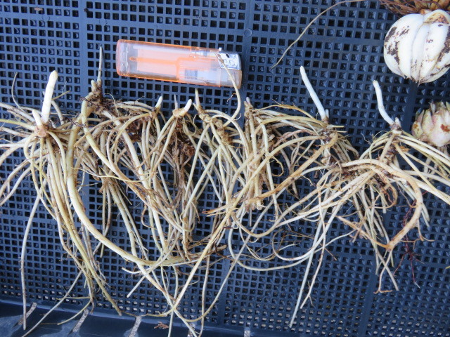 山野草　山竜胆　リンドウ　と　ヤマユリ　２球　　画像の植物全部の出品　第四種３４２円発送_3