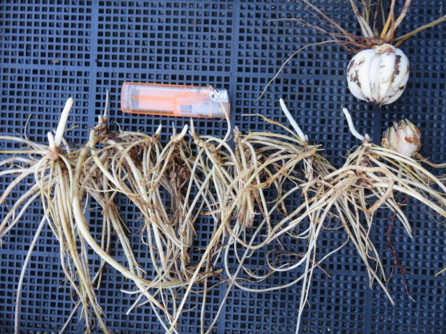 山野草　山竜胆　リンドウ　と　ヤマユリ　２球　　画像の植物全部の出品　第四種３４２円発送_4