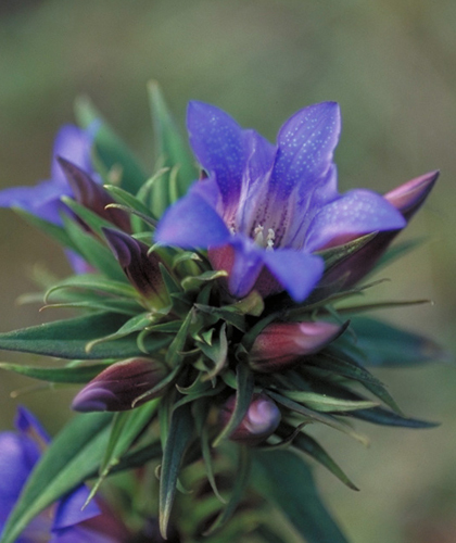 山野草　山竜胆　リンドウ　と　ヤマユリ　２球　　画像の植物全部の出品　第四種３４２円発送_5