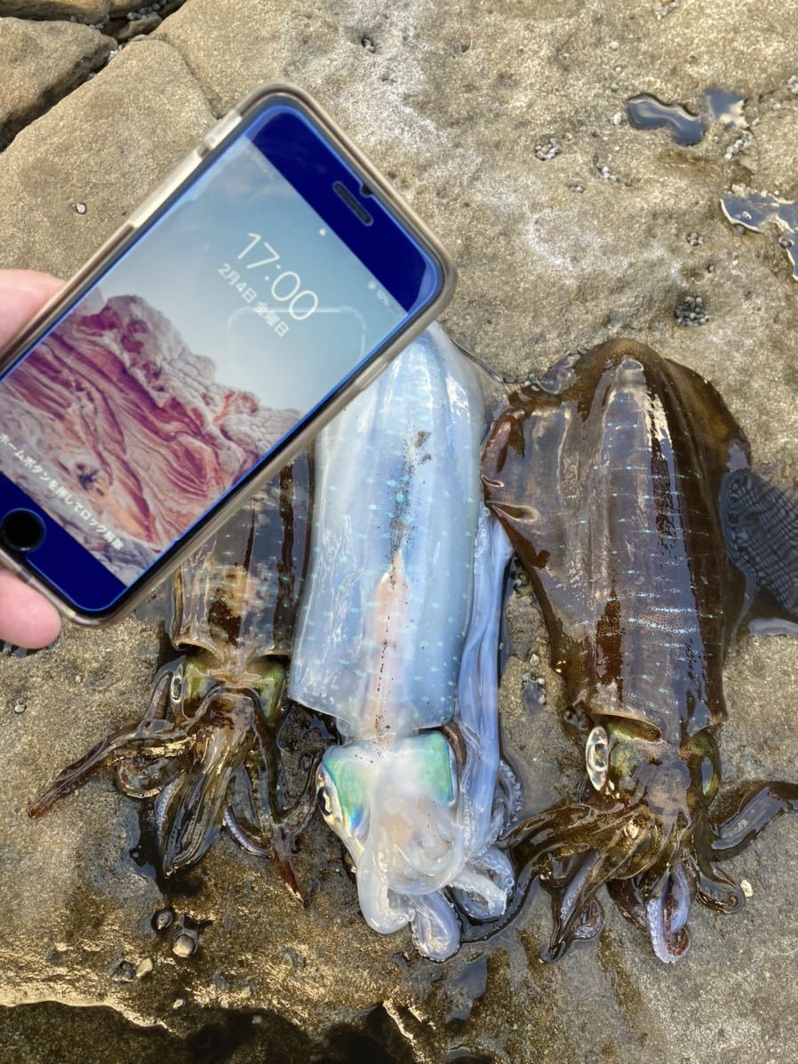 長崎県産 冷凍アオリイカ 3杯 イカ ミズイカ イカ 売買されたオークション情報 Yahooの商品情報をアーカイブ公開 オークファン Aucfan Com