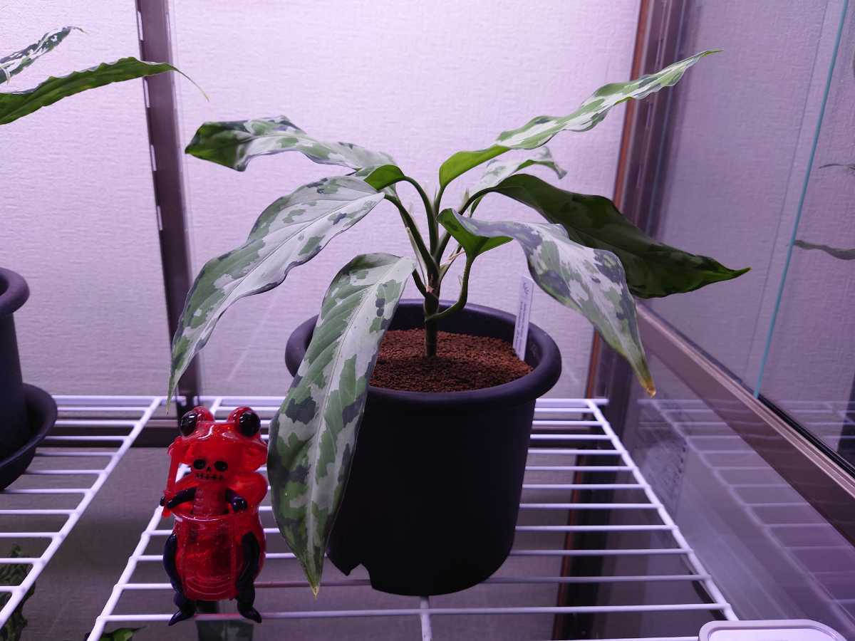 アグラオネマ ピクタム エンドア アグラオネマ ピクタム トリカラー ワイド【384】 | PROTOLEAF プロト