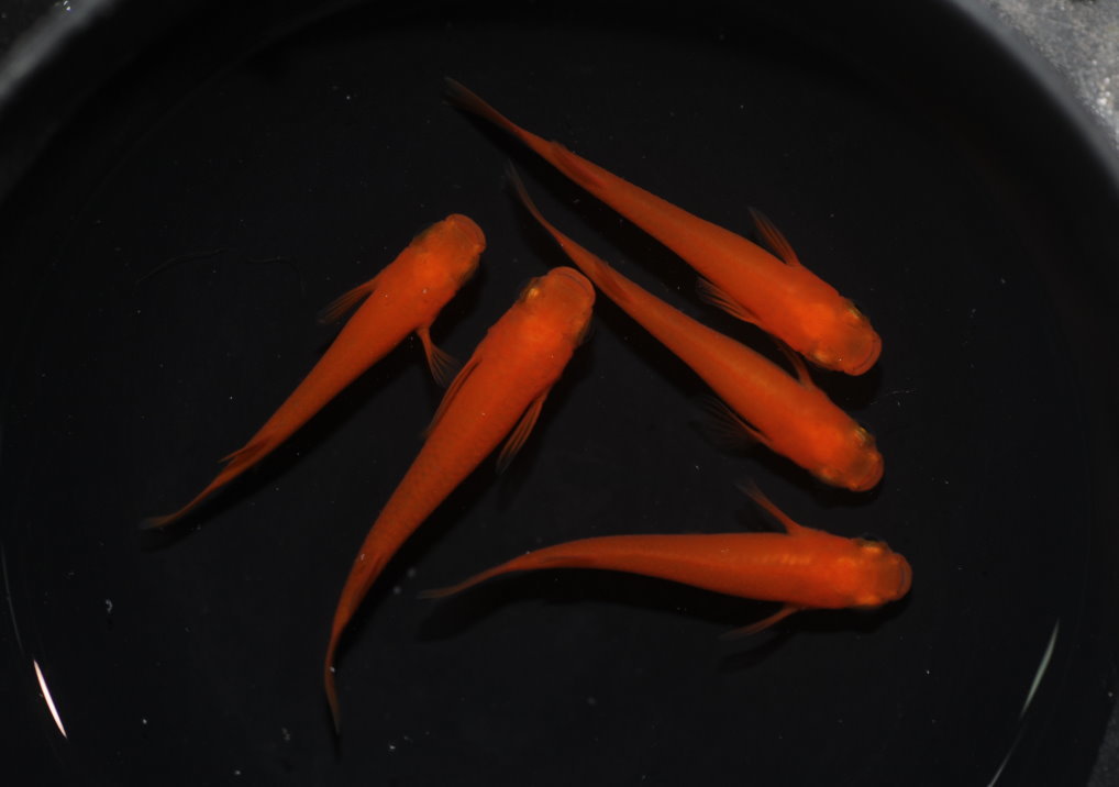 【多古メダカ】】紅帝（Yama系統)・5匹セット（3匹メス・2匹オス）021204