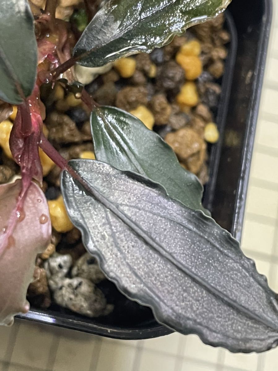 Bucephalandra Bucephalandraブセファランドラsp sp. Entikong