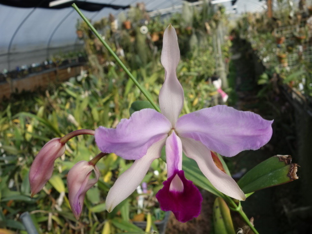 cyclamen_hederifolium_greenstem_800_800