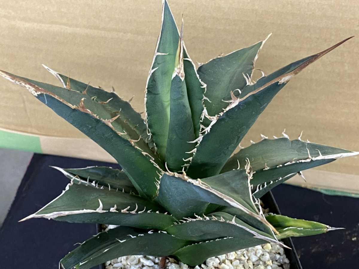 観葉植物 アガベ ホリダ陽炎極上強棘2株セット自作プラ鉢付き 発