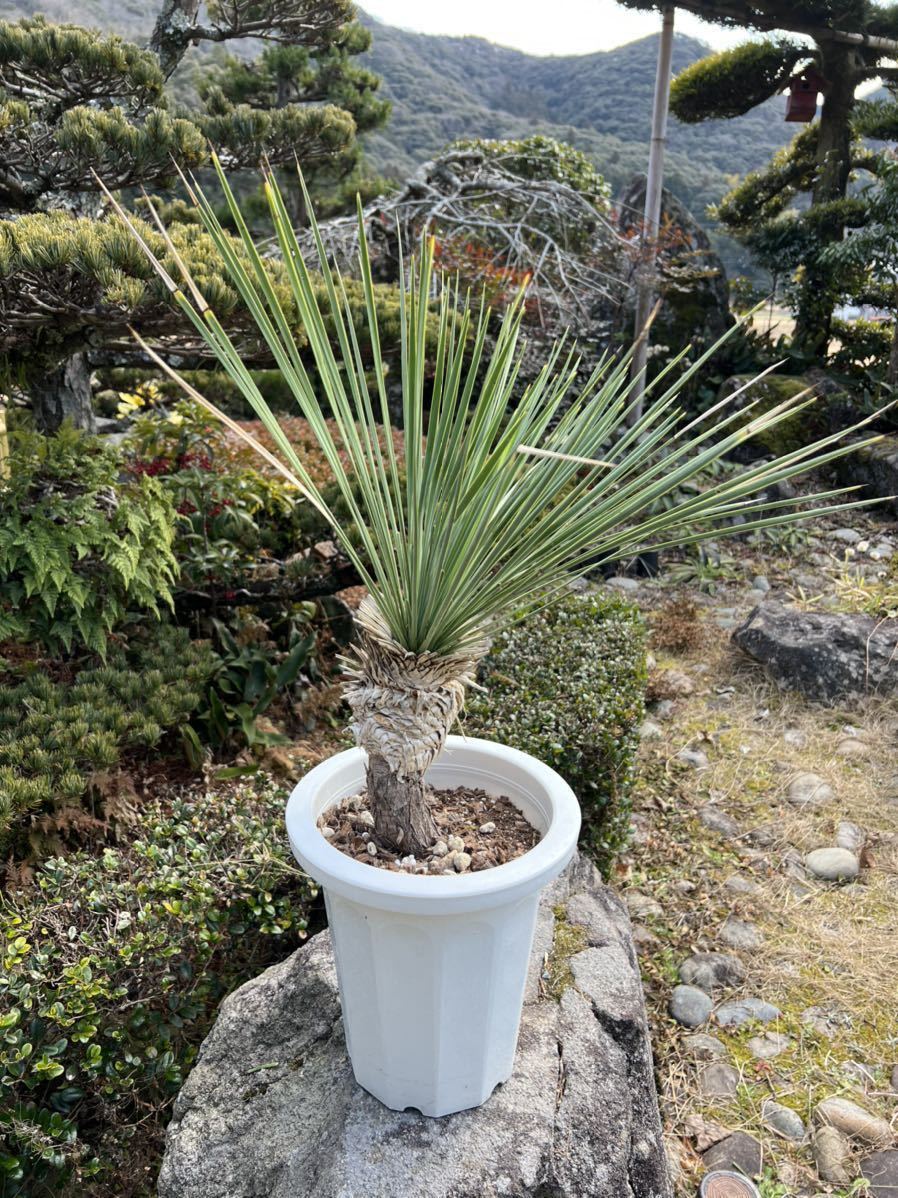 厳選 地植え レア ユッカ リネアリフォリア Yucca linearifolia リネア