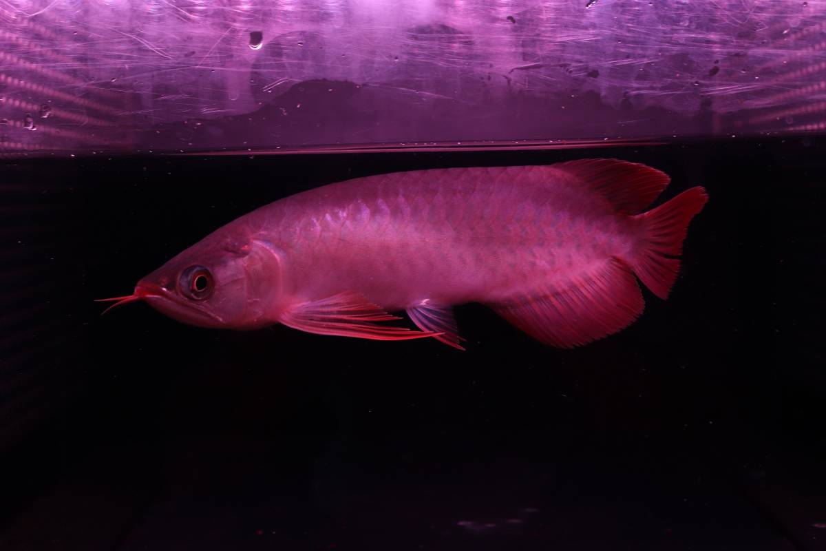 aquaprogress 真紅コンプリートレッドSSS 真紅 l コンプリートレッド 