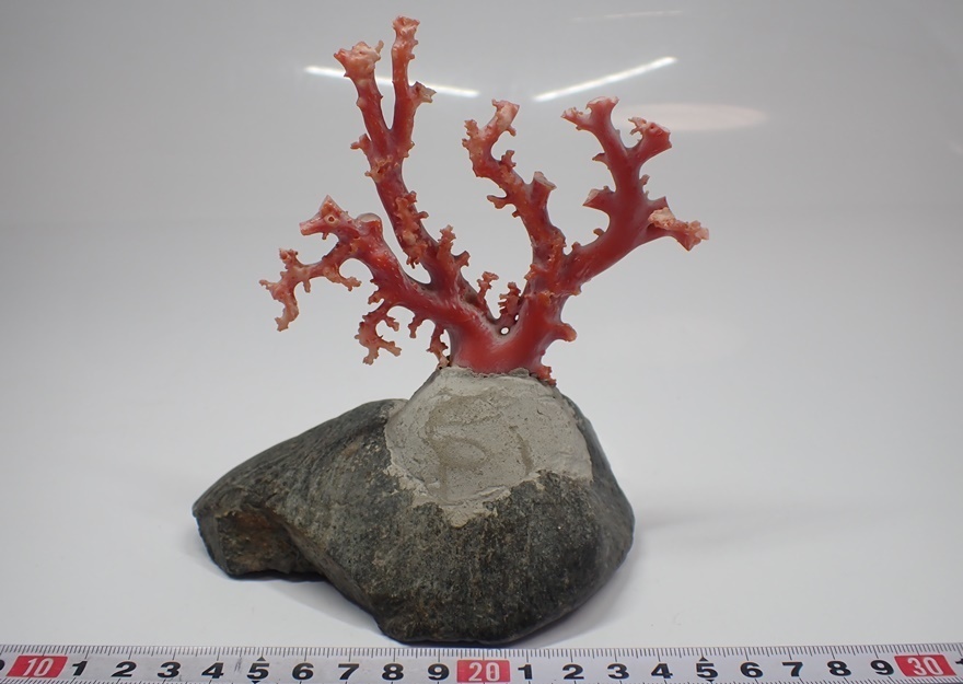 本血赤珊瑚 原木置物 高さ：14.5cm 重さ：742g(石台込) E937 60サイズ