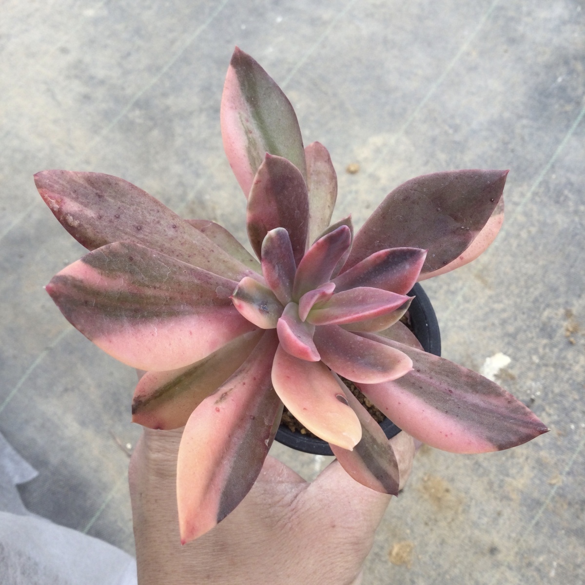 2 15 エケベリア 花イカダ錦 7 5cm鉢 エムズプランツ サボテン 売買されたオークション情報 Yahooの商品情報をアーカイブ公開 オークファン Aucfan Com