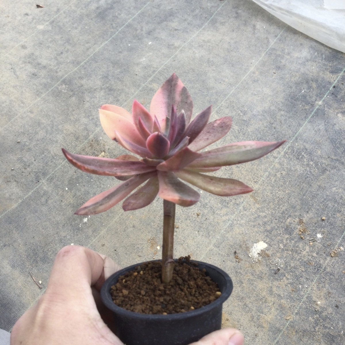 2 15 エケベリア 花イカダ錦 7 5cm鉢 エムズプランツ サボテン 売買されたオークション情報 Yahooの商品情報をアーカイブ公開 オークファン Aucfan Com