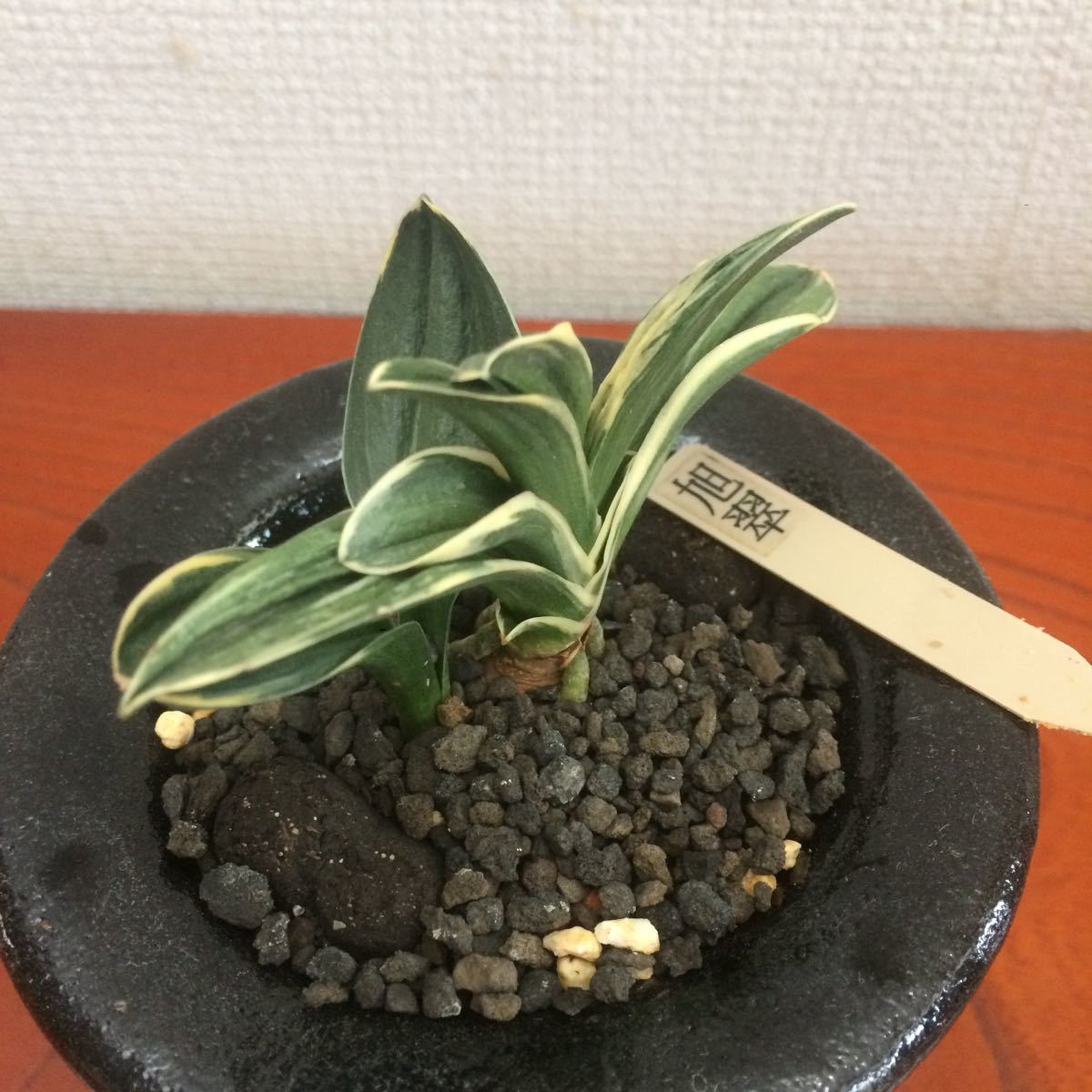 万年青 オモト Kyokusui おもと、オモト、万年青 羅紗系品種「旭翠