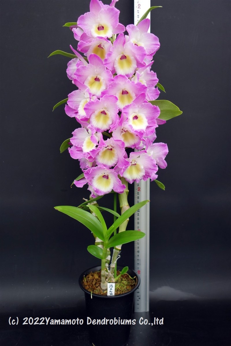 洋蘭 デンドロビューム交配種 （極大輪花）Den. Royal Pink 'Fancy
