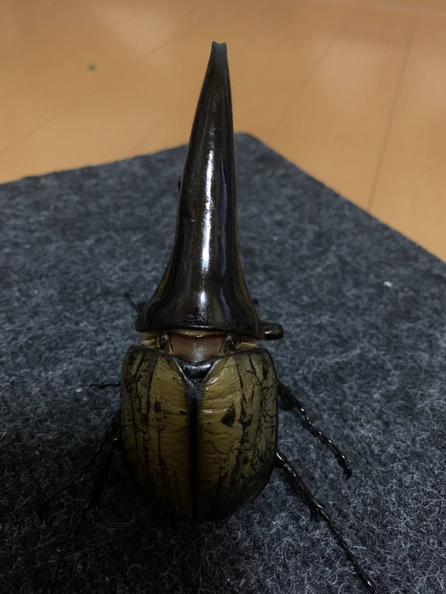 ⑥D・HヘラクレスBULL（通常タイプ）♂133mm+♀64mm・ペア 