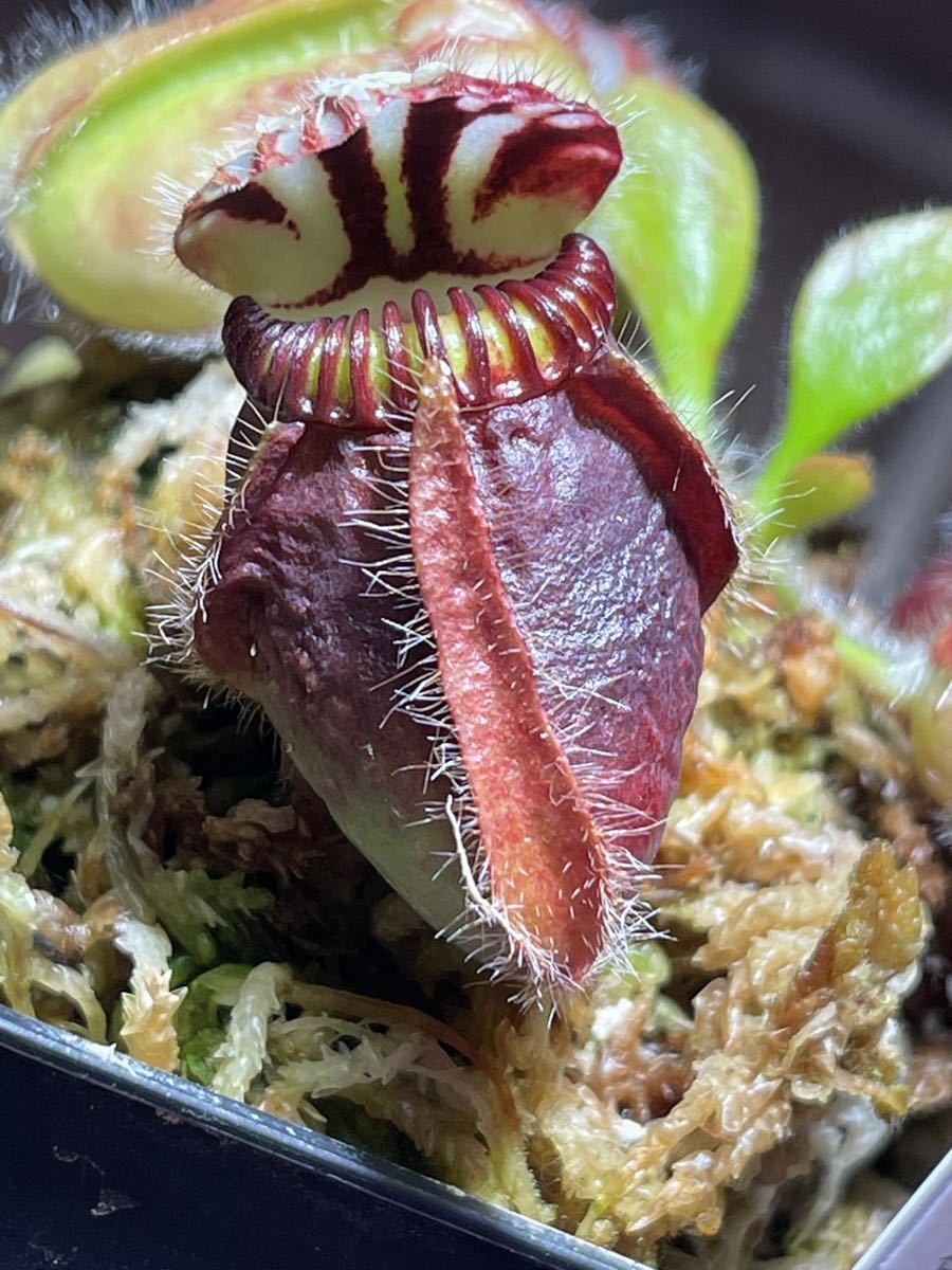 その他観葉植物 Cephalotus follicularis Big Boy Cedric その他観葉