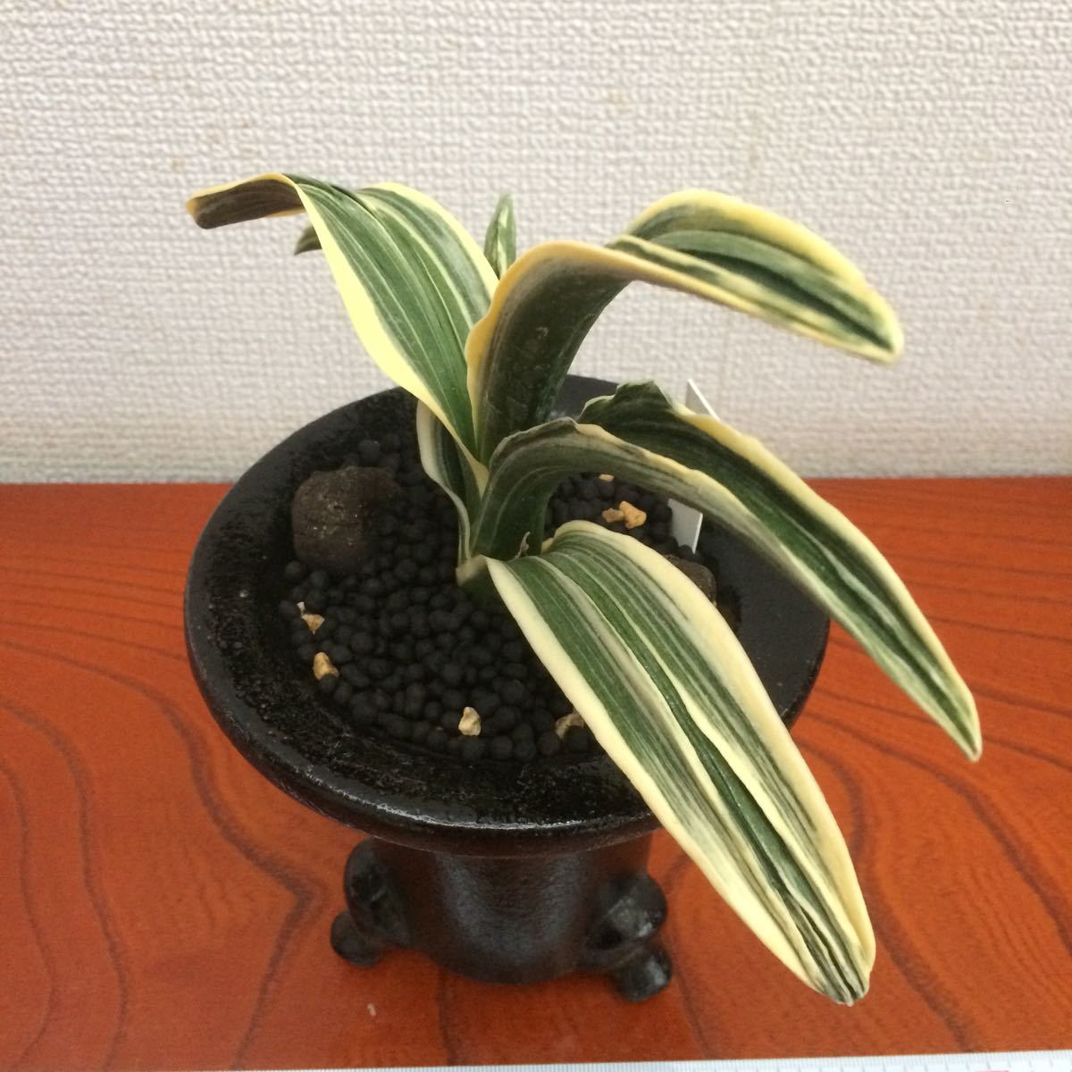 万年青 直径 羅紗「新生殿」上木 オモト 上木 園芸ネット本店｜オモト
