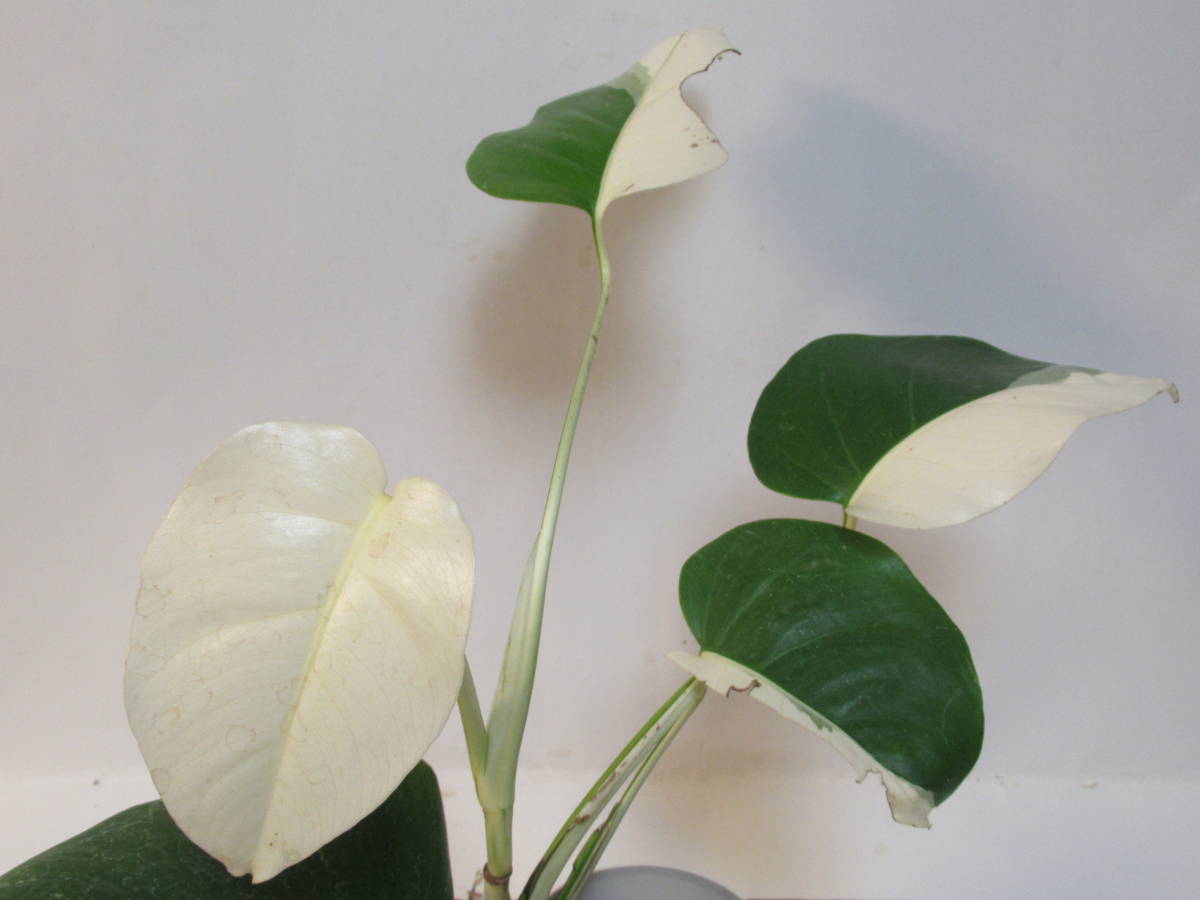 斑入りモンステラ極上ホワイトタイガーフルムーン4号鉢植え発根済み 24