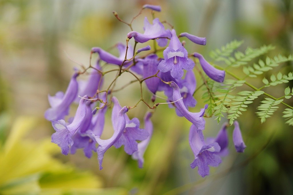 To 現品のみ 鉢 も咲かせやすいジャカランダの珍しい種類 アクティフォリア Jacaranda Acutifolia 3号ポット挿し木苗 80サイズ その他 売買されたオークション情報 Yahooの商品情報をアーカイブ公開 オークファン Aucfan Com