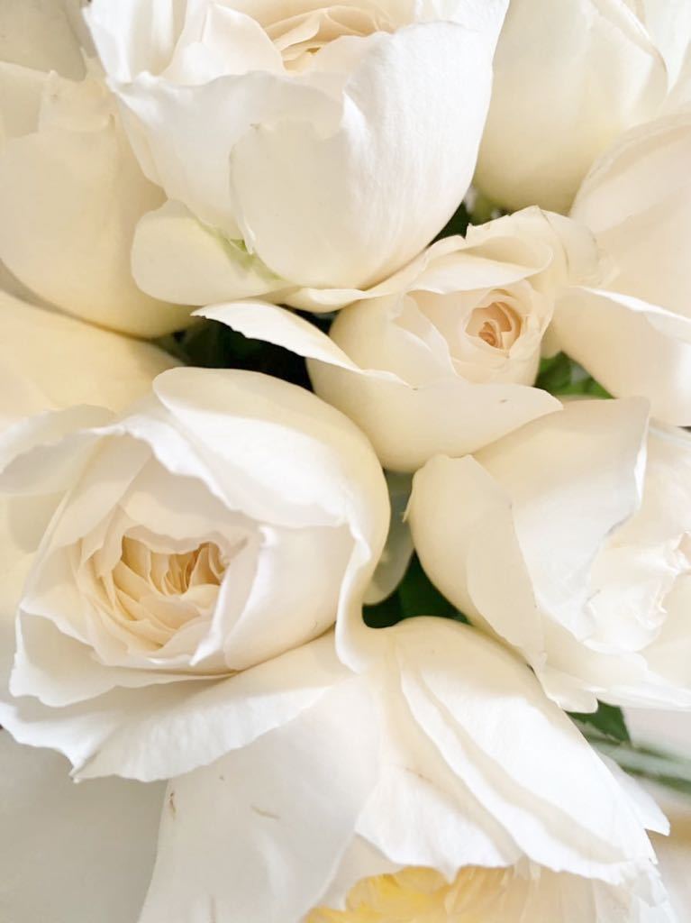 バラ苗 切花品種 和バラ カップ咲き 強香 アイボリー色 薔薇 バラ 売買されたオークション情報 Yahooの商品情報をアーカイブ公開 オークファン Aucfan Com