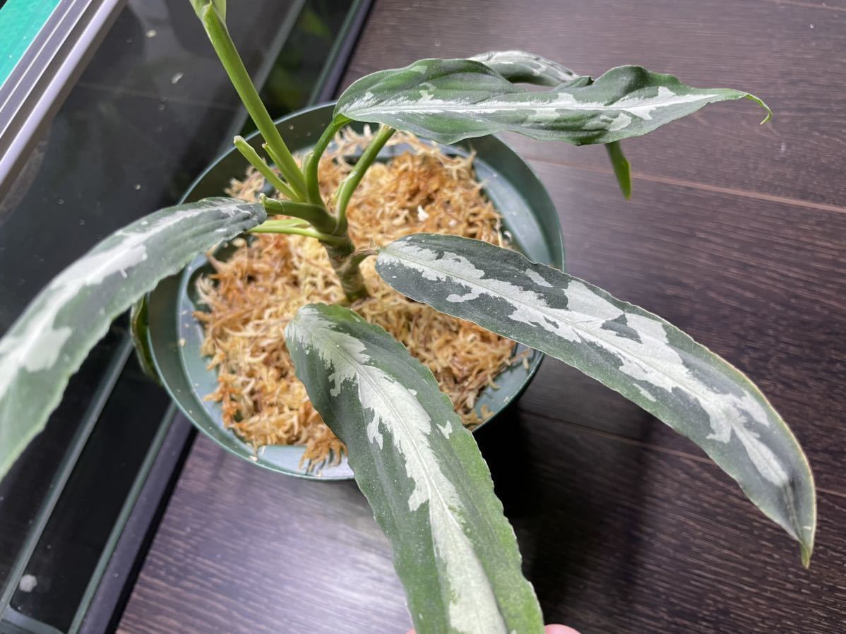 Aglaonema pictum A 雷切 LA0914-3ss Aceh sumatera アグラオネマ(観葉  