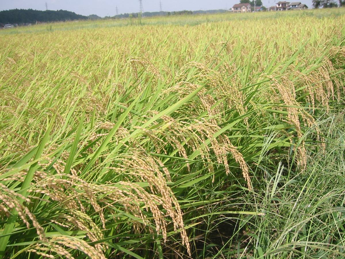 ひとめぼれ 玄米20kg 玄米 農家直売 岩手県奥州市前沢産ひとめぼれ