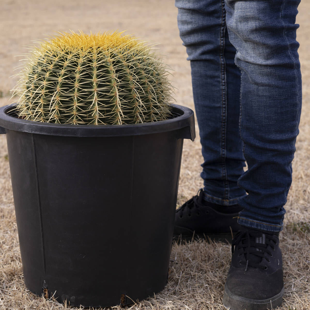 a特大金鯱サボテン12号36cmセーナリー鉢