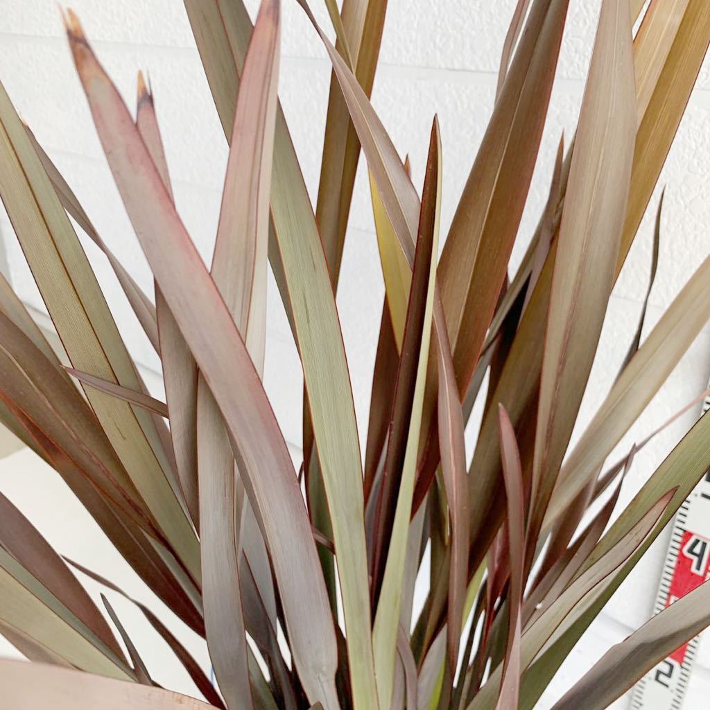 ニューサイラン ポット 約:120cm 【New zealand flax/シンボル ニューサイラン ポット 約:120cm 【New zealand flax/シンボル