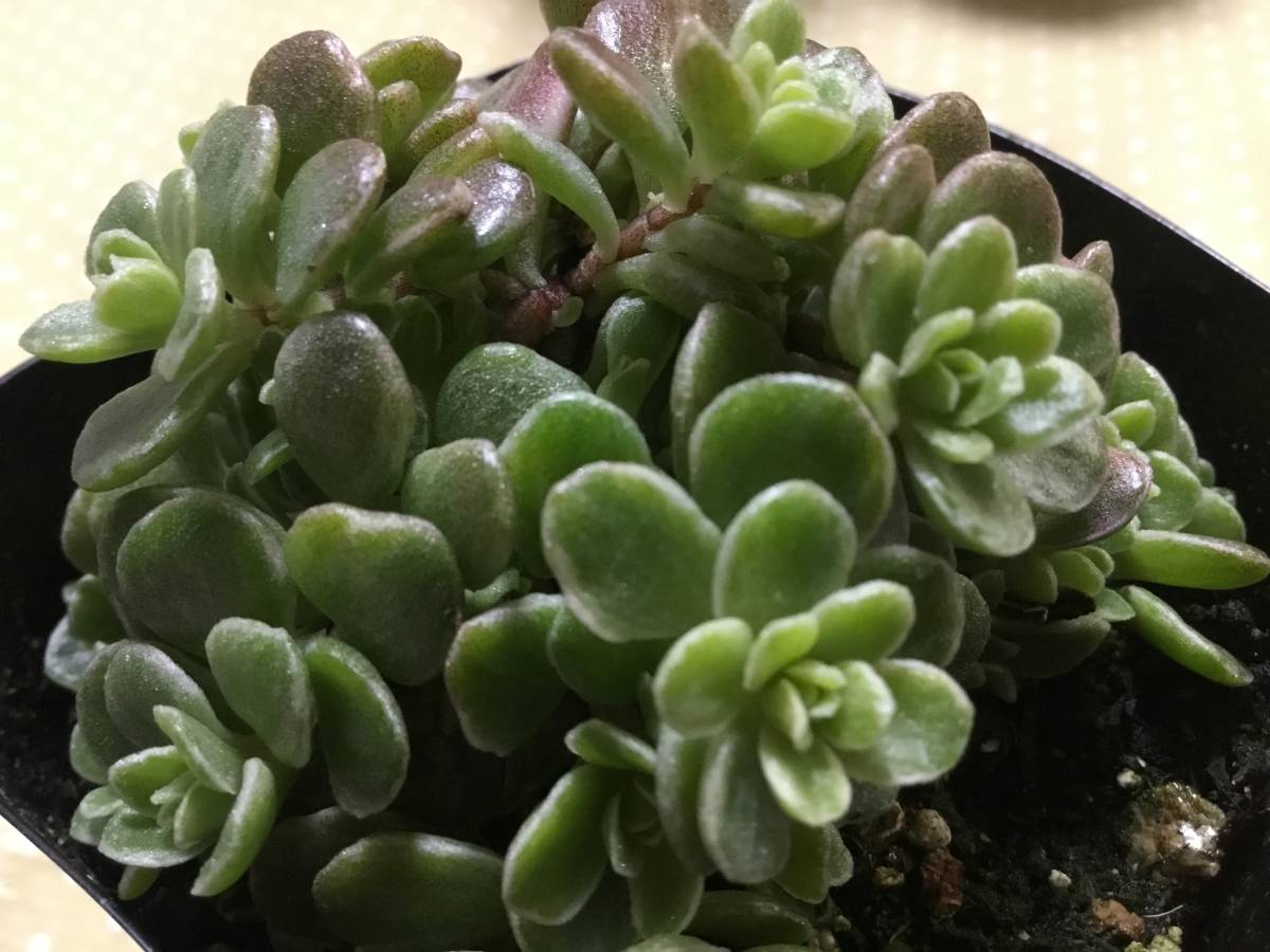 多肉植物 セダムマキノイ 丸葉万年ぐさ 黄色い花が咲くと華やか サボテン 売買されたオークション情報 Yahooの商品情報をアーカイブ公開 オークファン Aucfan Com 多肉植物 セダムマキノイ 丸葉万年ぐさ 黄色い花が咲くと華やか サボテン 売買されたオークション情報 Yahooの商品情報をアーカイブ公開 オークファン Aucfan Com