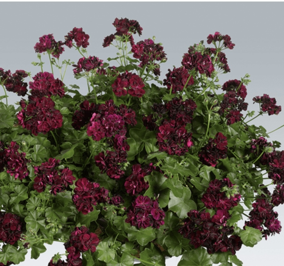 アイビーゼラニウム ダークレッドのお花の の種類 挿し穂5本 アマリリスペラルゴニウム 山野草 ケープバルブセントポーリア バラ 苗 売買されたオークション情報 Yahooの商品情報をアーカイブ公開 オークファン Aucfan Com