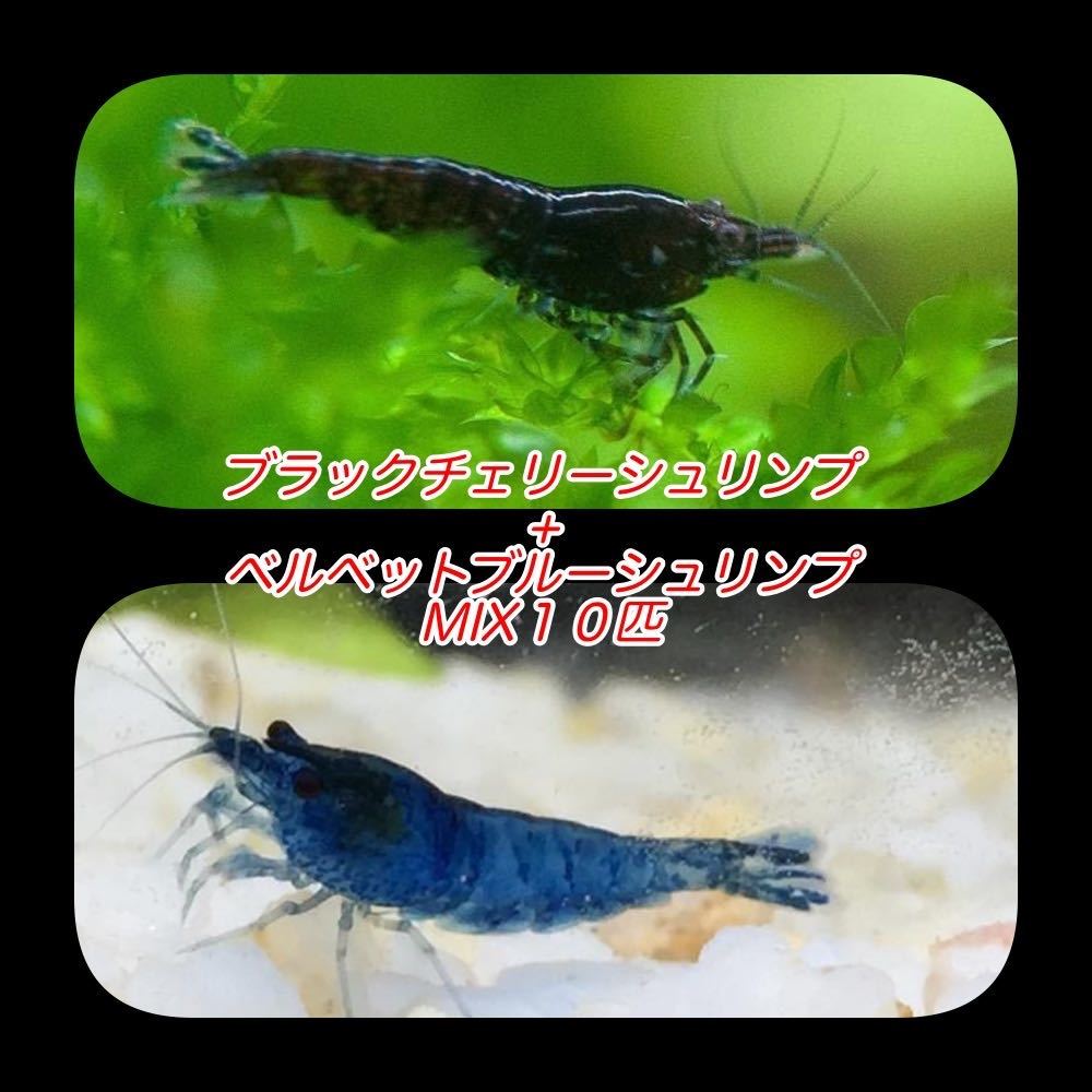 １０匹 ベルベットブルーシュリンプ チョコレートシュリンプ ヌマエビ カラー ブラック シュリンプ メダカ 赤 金魚 チェリー ヌマエビ 売買されたオークション情報 Yahooの商品情報をアーカイブ公開 オークファン Aucfan Com