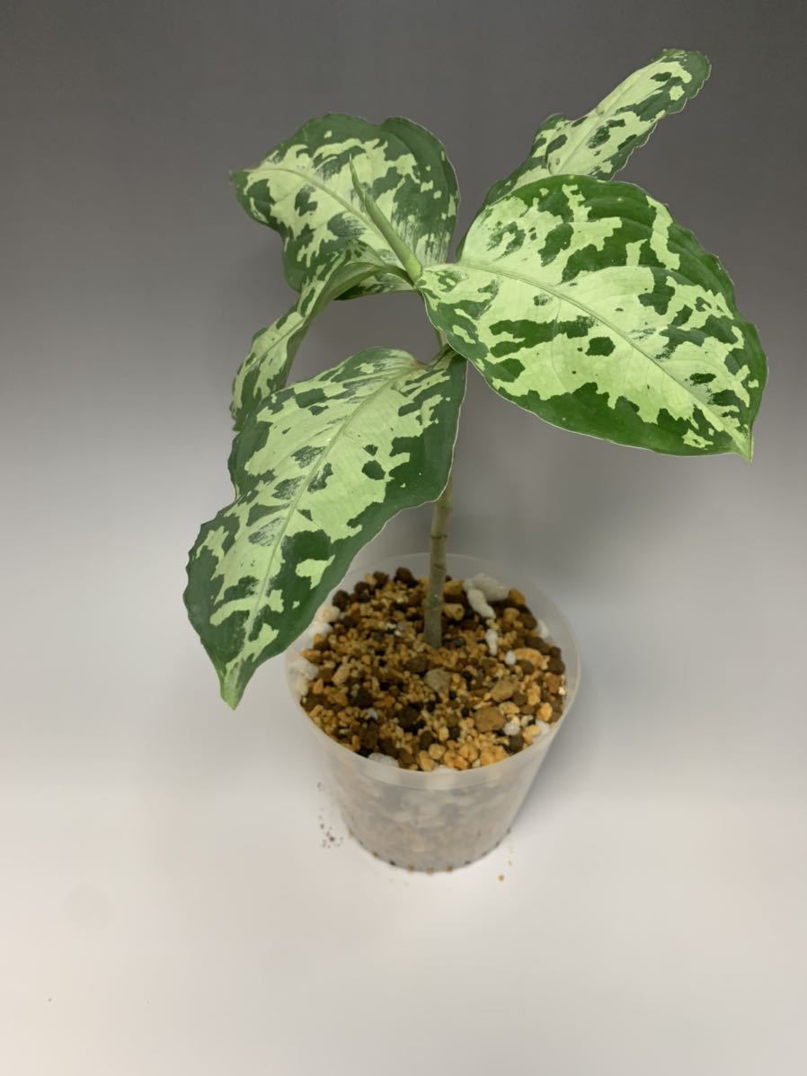 南スマトラ アグラオネマピクタム【Aglaonema Pictum South Sumatra 