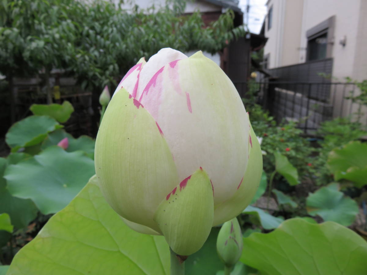 中大型花蓮 一天四海 １株 ハス レンコン 仏花 スイレン メダカ ビオトープ 水生植物 ガーデニング 癒し 苗 売買されたオークション情報 Yahooの商品情報をアーカイブ公開 オークファン Aucfan Com