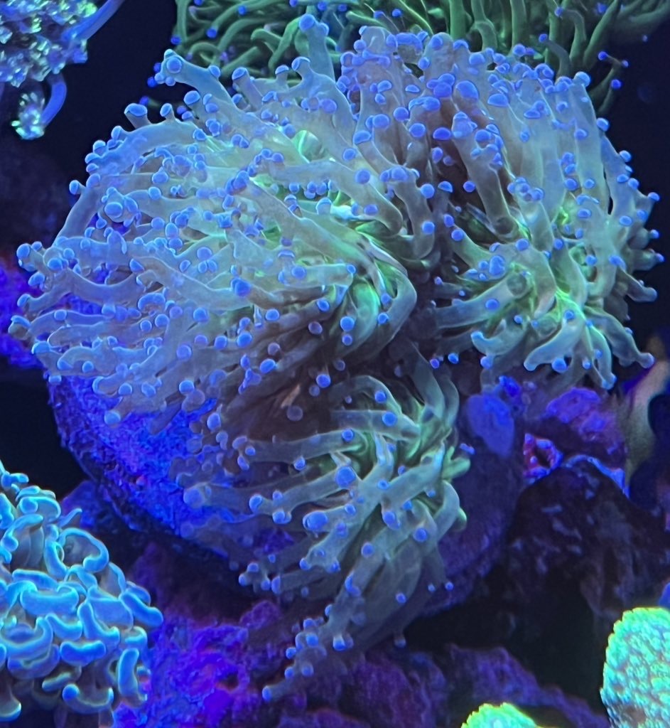 Cyaquarium コエダナガレハナサンゴ 7 8cm 海水魚 ハードコーラル Lps 海水魚 売買されたオークション情報 Yahooの商品情報をアーカイブ公開 オークファン Aucfan Com