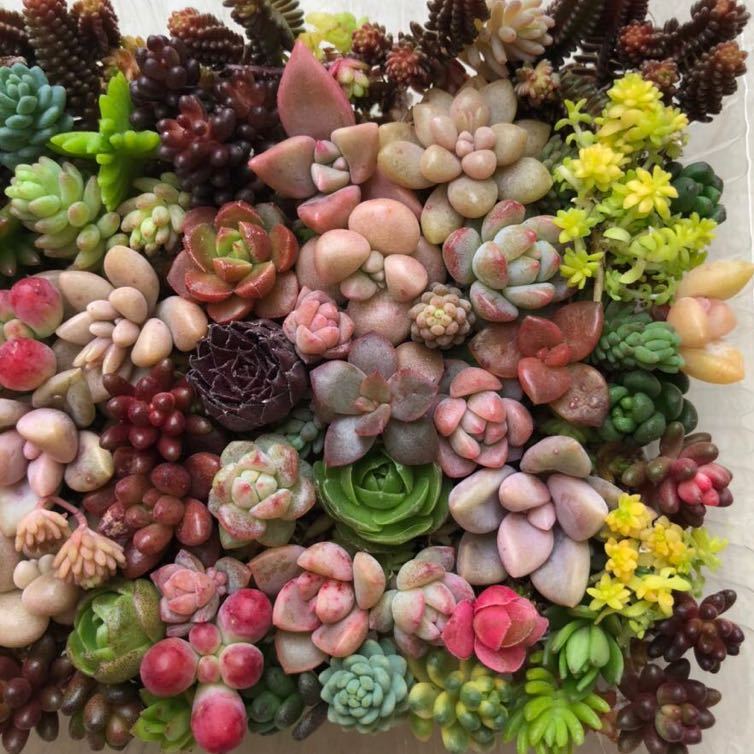 多肉植物 カット苗 犯し モリモリ5 おまとめ品