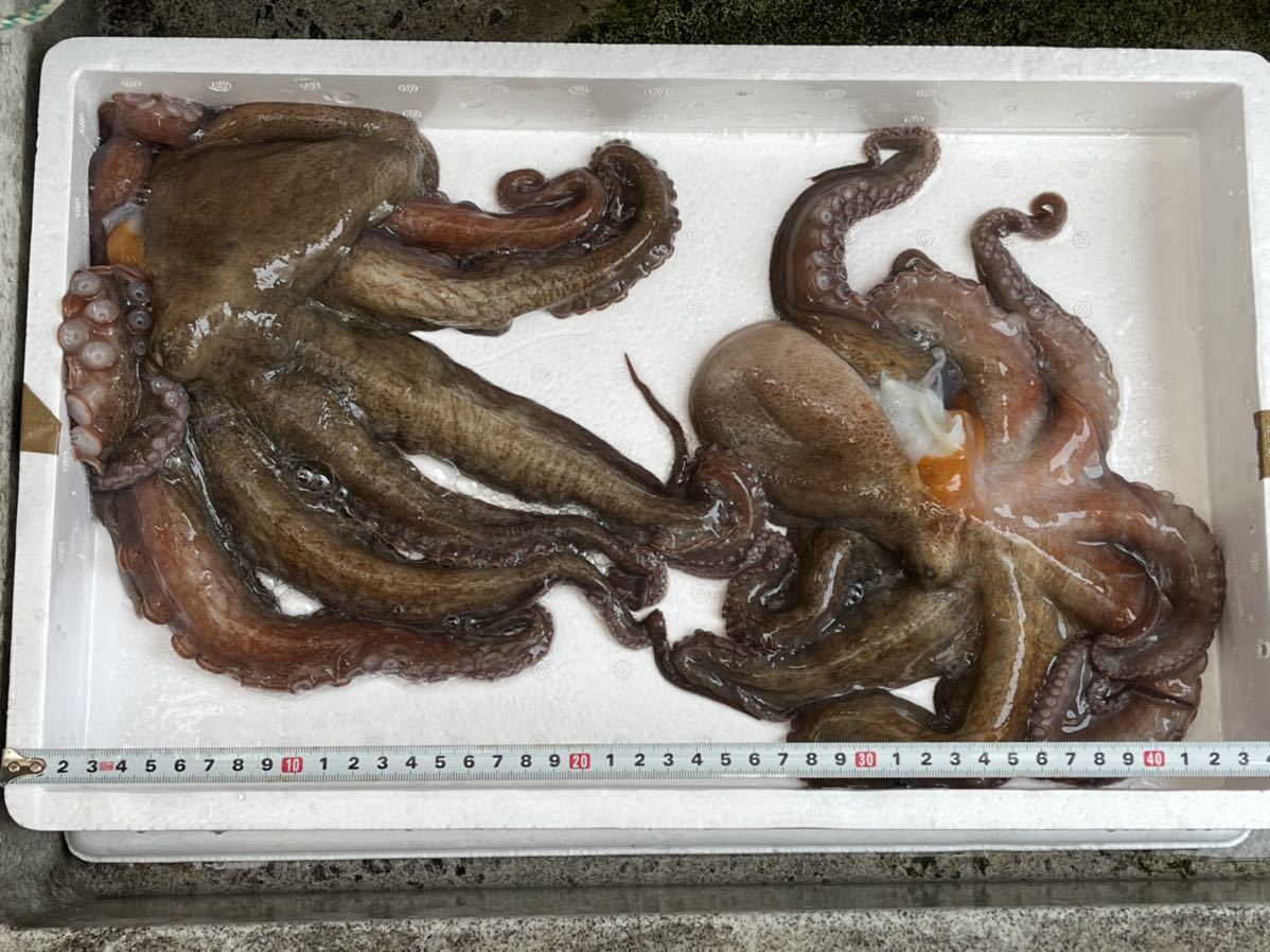 1円 たこ タコ 生真だこ 2杯 兵庫県 淡路島産 活冷凍 中サイズ 内蔵 墨処理済 約1250g 処理前 約1390g ヤマト冷凍便60サイズ タコ 売買されたオークション情報 Yahooの商品情報をアーカイブ公開 オークファン Aucfan Com