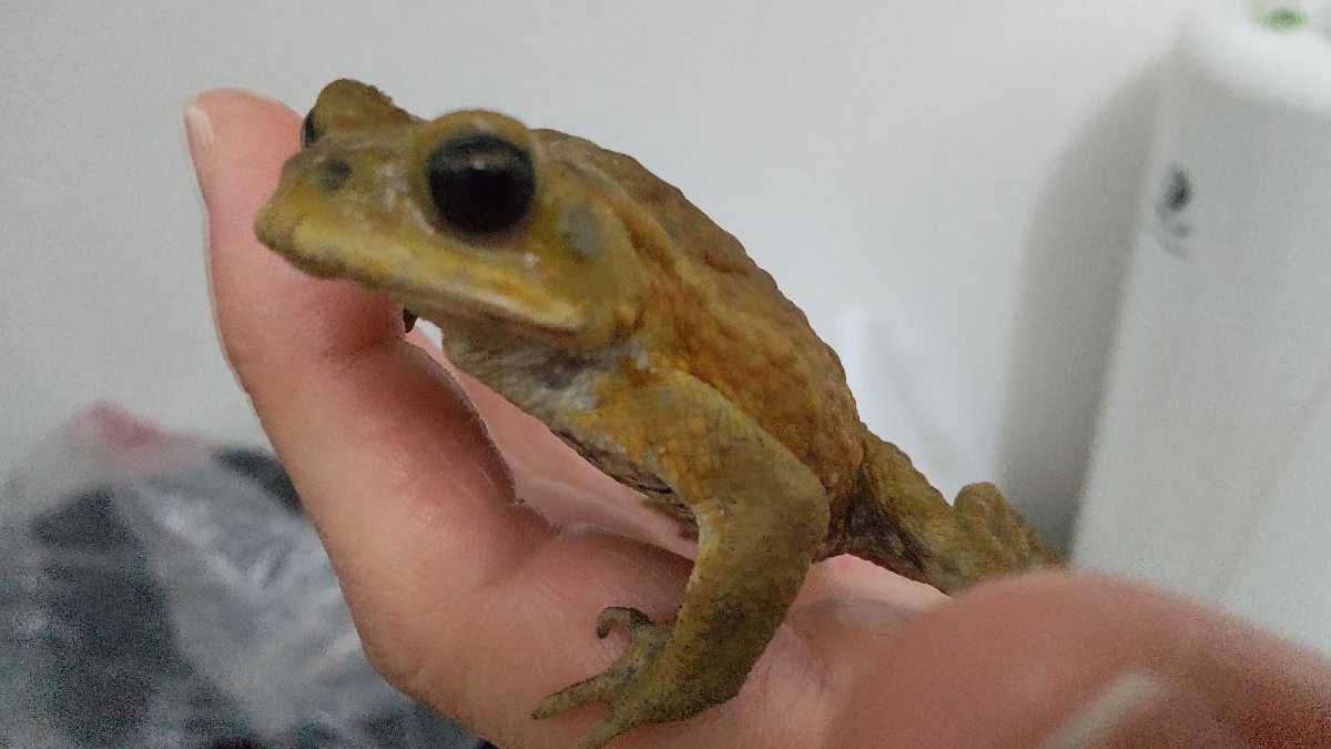 ミヤコヒキガエル 6 5cm イエロー系 人工餌食べます 2匹以上購入 ジャイアントミルワーム ふすま付きも可 カエル 売買されたオークション情報 Yahooの商品情報をアーカイブ公開 オークファン Aucfan Com