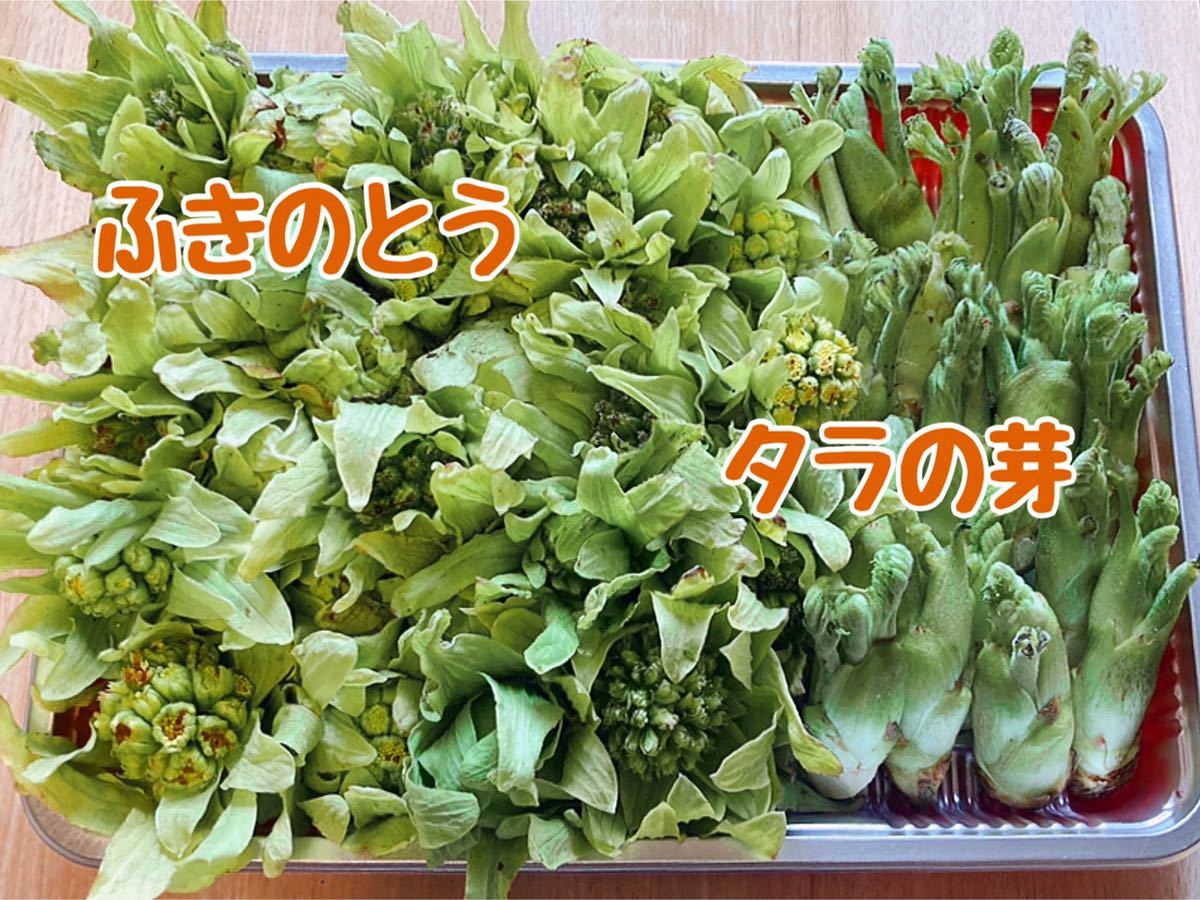 ぎっしり 山菜セット タラの芽 ふきのとう 新潟県産 天然物 朝採れ フキノトウ タラノメ 山菜 売買されたオークション情報 Yahooの商品情報をアーカイブ公開 オークファン Aucfan Com