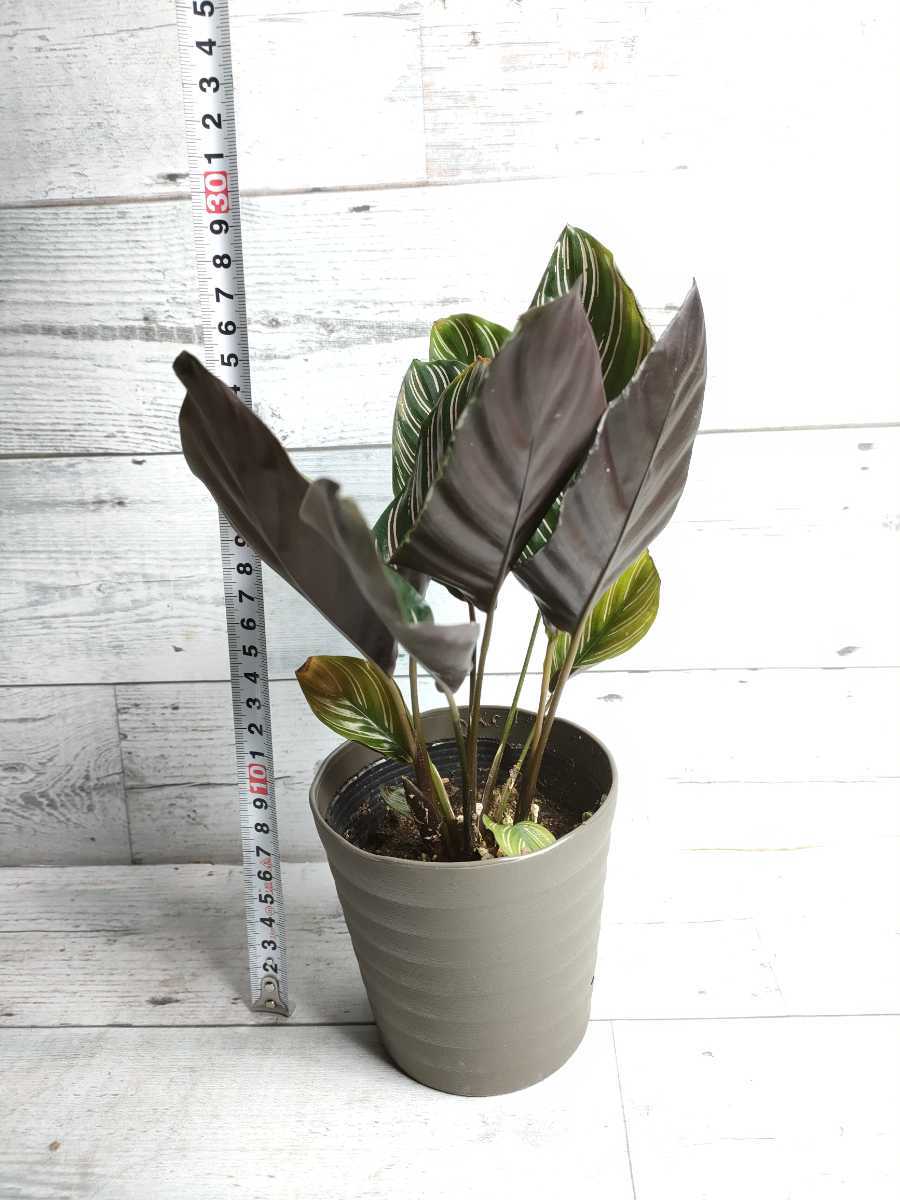 カラテア オルナータ 4号 712 サンデリアーナ 国内正規品 サンデリアーナ カラテア オルナータ 4号 712 サンデリアーナ 国内正規品 サンデリアーナ