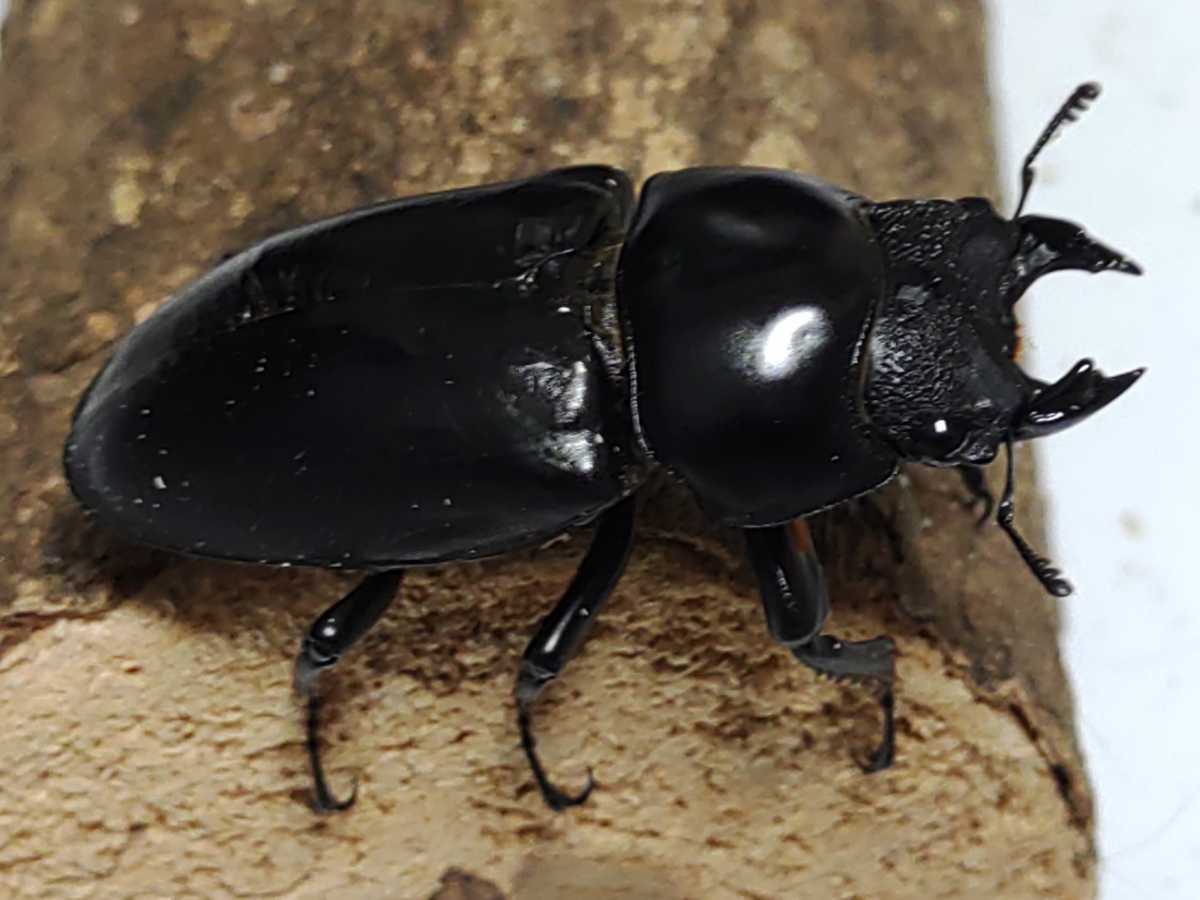 コクワガタ最大種！DDAネパールコクワ(ネパレンシス ペア ネパール