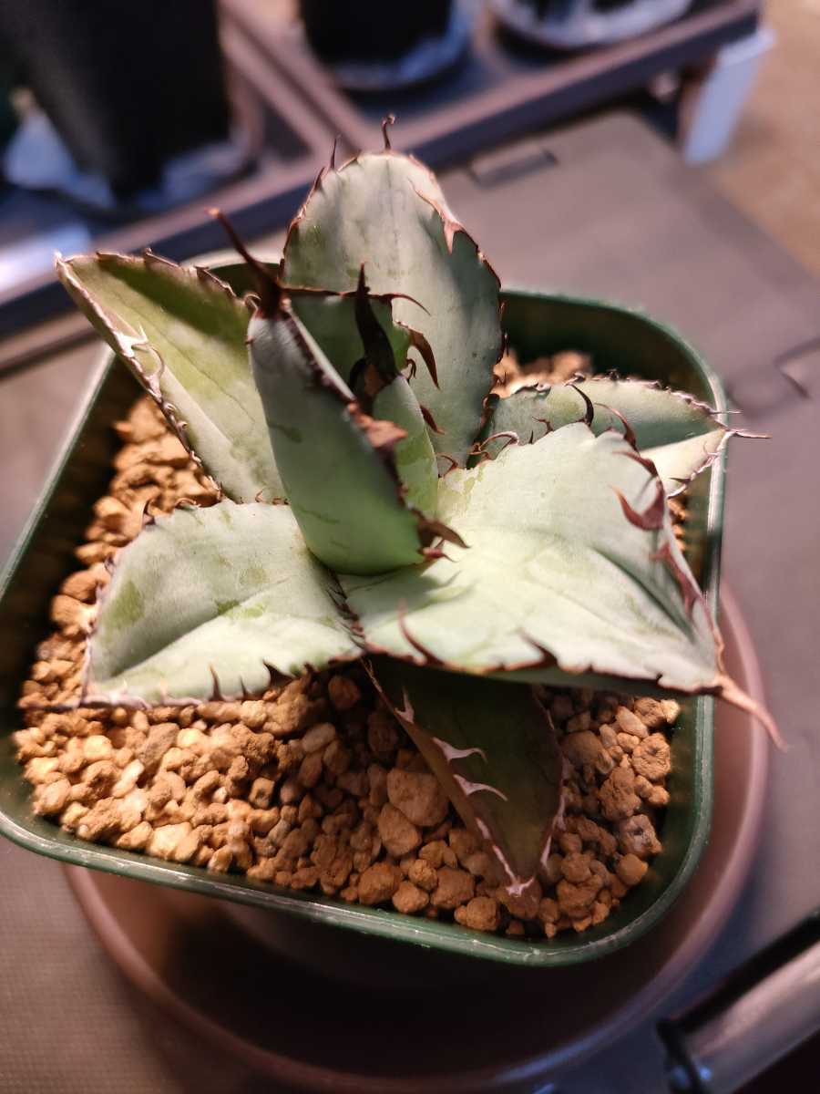チタノタ アガべ ボールタイプ Agave ノーネーム Agave