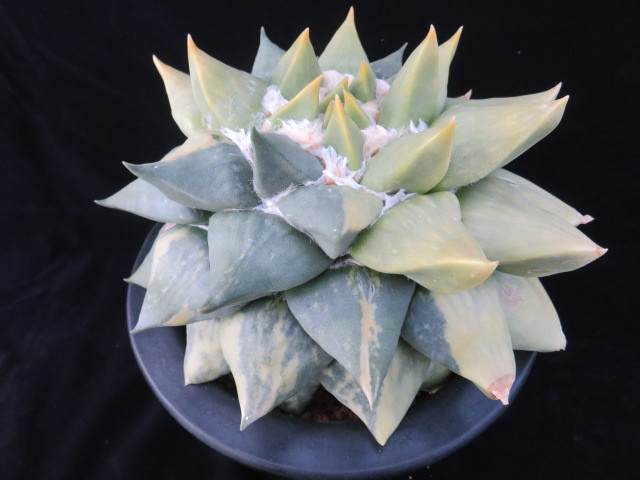 サボテン 多肉植物 緋牡丹錦 0 特短疣玉牡丹 牡丹玉が綴化ッ！？と