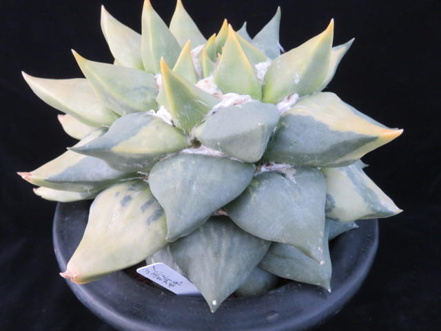 サボテン 多肉植物 緋牡丹錦 0 特短疣玉牡丹 牡丹玉が綴化ッ！？と