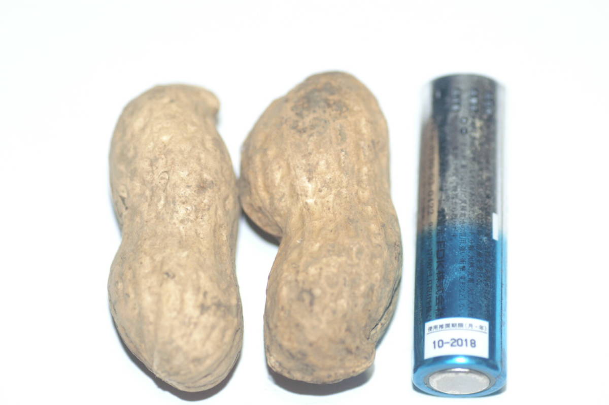 落花生種子　おおまさり　　A品　　　　１００粒　　31_1