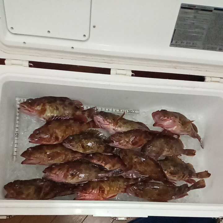 カサゴ ガシラ アラカブ 2キロ セット 対馬 天然 高級魚 激安 からあげ 味噌汁 魚 魚 売買されたオークション情報 Yahooの商品情報をアーカイブ公開 オークファン Aucfan Com カサゴ ガシラ アラカブ 2キロ セット 対馬 天然 高級魚 激安 からあげ 味噌汁 魚 魚 売買されたオークション情報 Yahooの商品情報をアーカイブ公開 オークファン Aucfan Com