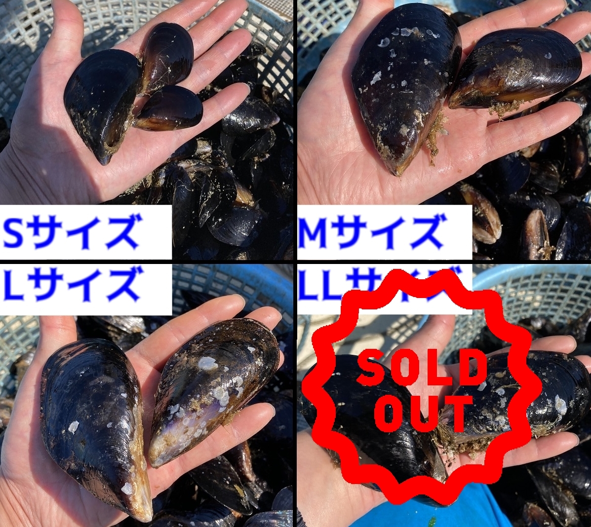 釣り餌 13kg ムール貝 カラス貝 シウリ貝 ムラサキイガイ 青森県産 真鯛 石鯛 黒鯛 コブダイ アイナメ カワハギなど釣りエサ エサ 売買されたオークション情報 Yahooの商品情報をアーカイブ公開 オークファン Aucfan Com