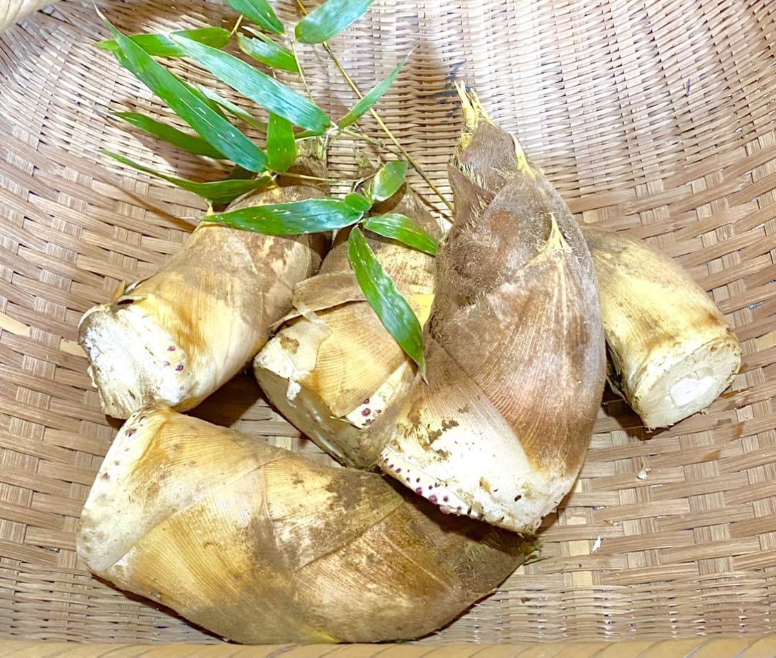 食品 福岡県八女産 朝掘たけのこ 10kg米糠付 4月6日に収穫分発送します