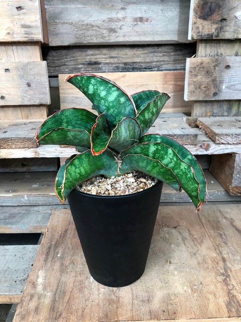 観葉植物 サンセベリア ドラゴンウィング 5号サイズ サンスベリア Sansevieria Dragon Wing Au 観葉植物 売買されたオークション情報 Yahooの商品情報をアーカイブ公開 オークファン Aucfan Com
