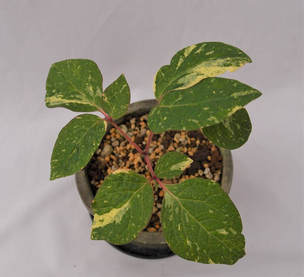 斑入りヤマシャクヤク 十二単衣 原種割り株 Stage Oucpowersgrowth Com