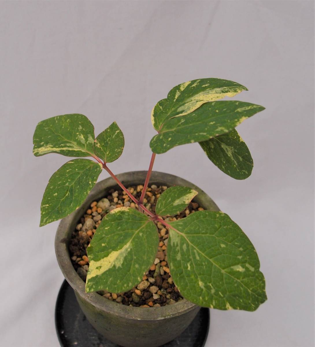 斑入りヤマシャクヤク 十二単衣 原種割り株 Stage Oucpowersgrowth Com