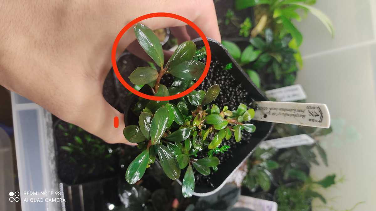 sp. - | Bucephalandra from AW No1 Yahoo!オークション AZ便